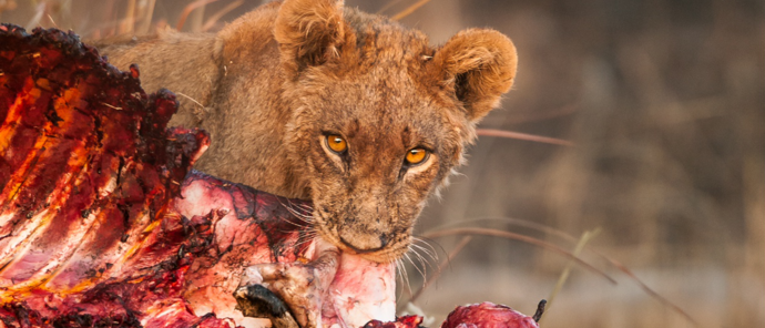 Machaba Kiri Camp Wildlife Sightings February 2026 Lion Cub Feeding On A Zebra
