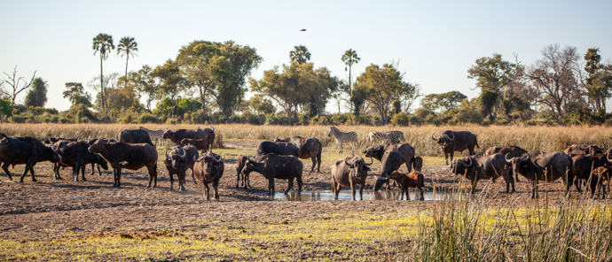 Botswana Okavango Delta Machaba Camp November Sighting Buffalo Botswana Okavango Delta Machaba Camp November Sighting Buffalo