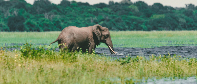 Machaba Safaris Botswana Chobe Ngoma Elephant On Banks Chobe River Machaba Safaris Botswana Chobe Ngoma Elephant On Banks Chobe River