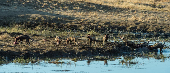 Zimbabwe Verneys Camp Wild Dogs Zimbabwe Verneys Camp Wild Dogs