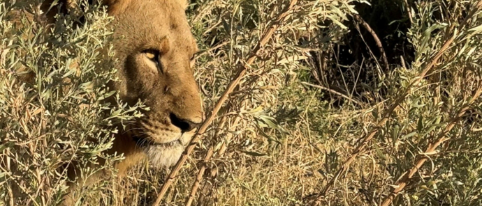 Male lion appeared out the thicket Male lion appeared out the thicket