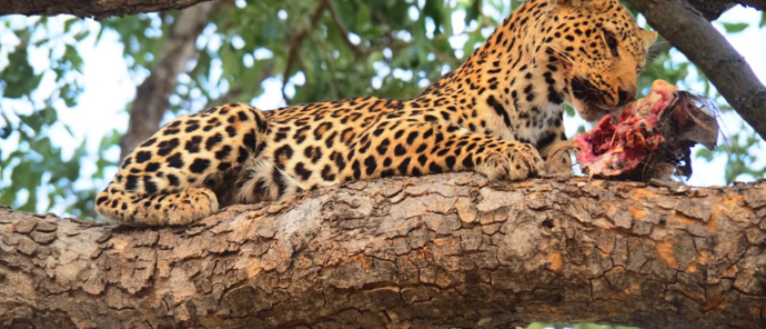 Machaba Gomoti Plains October Sightings Leopard Feeding Machaba Gomoti Plains October Sightings Leopard Feeding