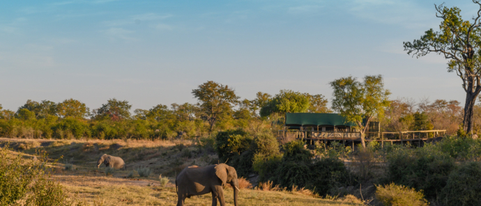 Machaba Deteema Springs Wildlife Sightings October 2024 Camp With Elephant Machaba Deteema Springs Wildlife Sightings October 2024 Camp With Elephant