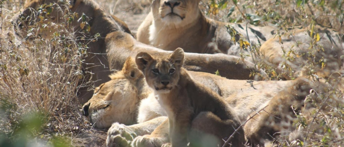 Machaba Deteema Springs Camp Wildlife Sightings June Lionesses And Their Cubs Machaba Deteema Springs Camp Wildlife Sightings June Lionesses And Their Cubs