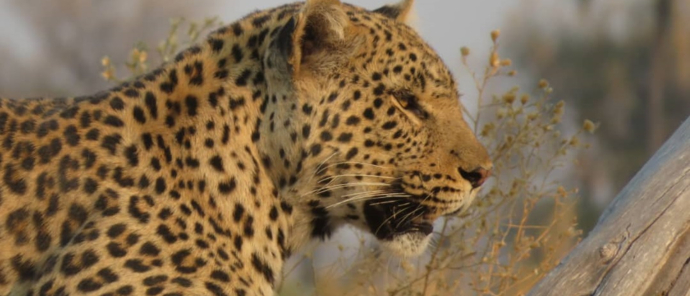Machaba Gomoti Plains Camp Wildlife Sightings July 2025 Leopard Sighting At Gomoti Machaba Gomoti Plains Camp Wildlife Sightings July 2025 Leopard Sighting At Gomoti