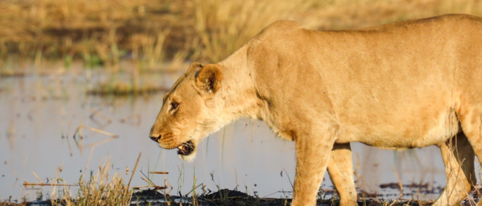 Machaba Kiri Camp Wildlife Sightings August 2025 Lioness Drinking Water Machaba Kiri Camp Wildlife Sightings August 2025 Lioness Drinking Water