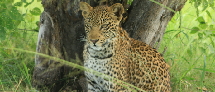 Machaba Monachira Camp Wildlife Sightings February 2026 Leopardess In The Okavango