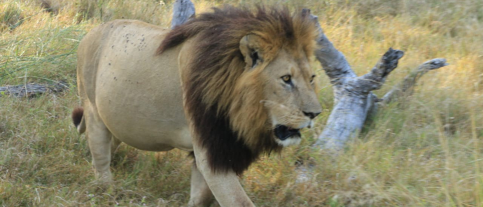 Machaba Monachira Camp Wildlife Sightings May 2026 Lion Prowling The Okavango