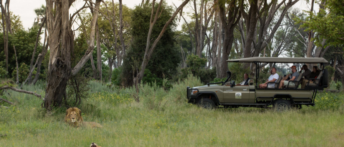 Botswana Gomoti Camp Game Drive Lion Botswana Gomoti Camp Game Drive Lion