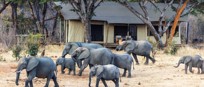 Machab Safaris Zimbabwe Verneys Camp Elephant Machab Safaris Zimbabwe Verneys Camp Elephant