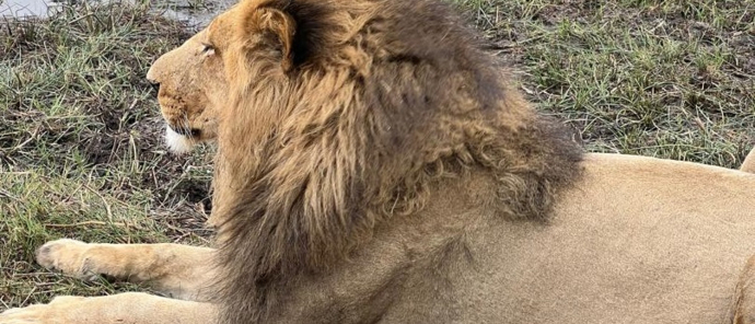 Machaba Gomoti Plains Camp November Sightings Lion On Floodplains Machaba Gomoti Plains Camp November Sightings Lion On Floodplains