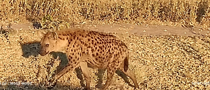 Machaba Monachira Camp Wildlife Sightings July 2025 Hyena Stealing Kill Machaba Monachira Camp Wildlife Sightings July 2025 Hyena Stealing Kill