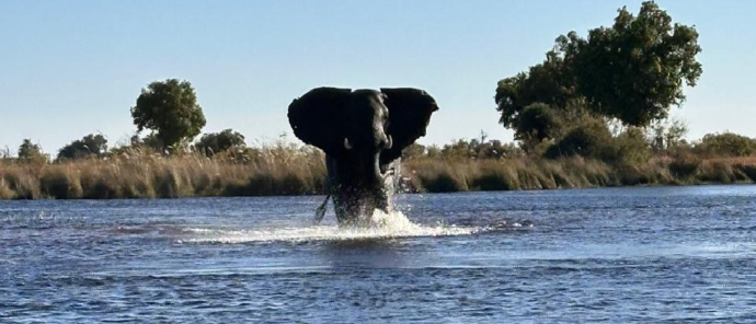 Machaba Monachira Camp Wildlife Sightings July 2025 Elephant In A River Machaba Monachira Camp Wildlife Sightings July 2025 Elephant In A River