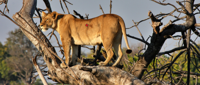 Machaba Monachira Camp Wildlife Sightings August 2026 Lioness On A Branch