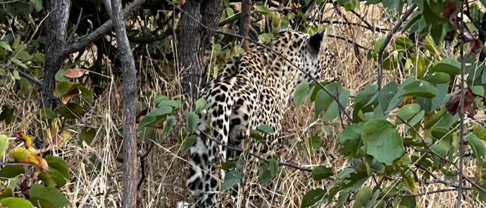 Machaba Safaris Zimbabwe Deteema Stories Leopard Machaba Safaris Zimbabwe Deteema Stories Leopard