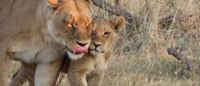 Machaba Safaris Okavango Delta Sightings July Lioness And Cub Machaba Safaris Okavango Delta Sightings July Lioness And Cub