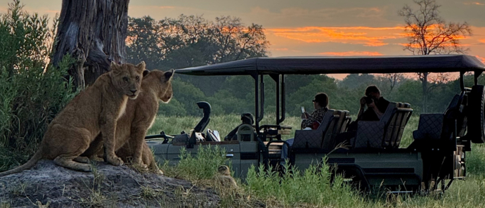 Machaba Kiri Camp Wildlife Sightings February 2025 Lion Cubs On Termite Mound Machaba Kiri Camp Wildlife Sightings February 2025 Lion Cubs On Termite Mound