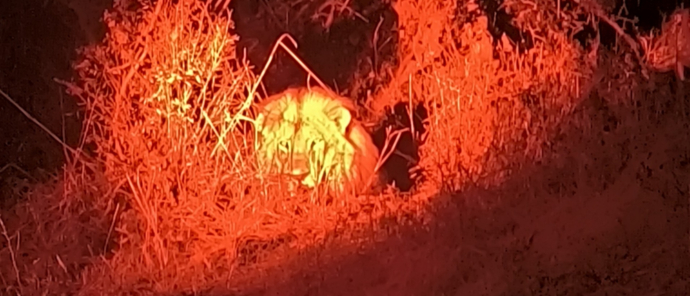 Machaba Verneys Camp Wildlife Sightings June 2025 Lion Spotted On Night Safari Machaba Verneys Camp Wildlife Sightings June 2025 Lion Spotted On Night Safari