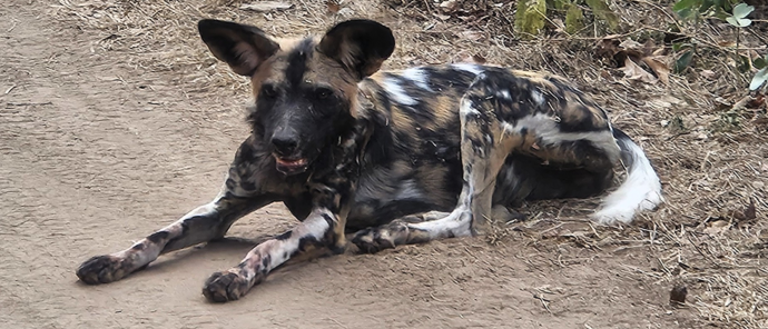 Machaba Ingwe Pan Camp Wildlife Sightings July 2026 African Wild Dog Resting On The Road