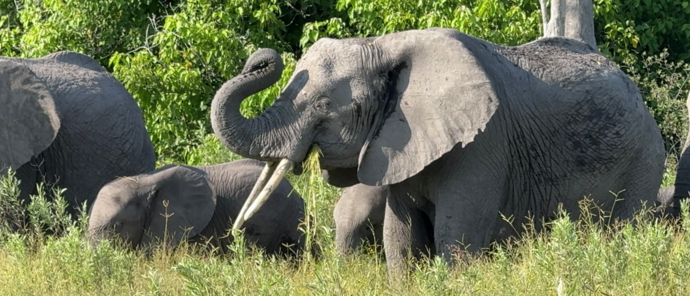Machaba Monachira Camp Wildlife Sightings July 2026 Herd Of Elephants