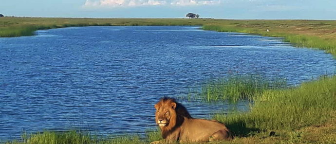 Machaba Botswana Chobe Ngoma Sighting February 2020 Lion Machaba Botswana Chobe Ngoma Sighting February 2020 Lion