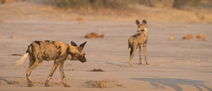 Machaba Botswana Okavango Delta Machaba Camp July Sightings Wild Dogs Machaba Botswana Okavango Delta Machaba Camp July Sightings Wild Dogs