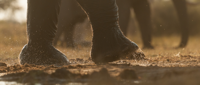 Machaba Safaris Botswana Okavango Delta Gomoti Plains Wildlife Sightings Report April 2023 Elephant Footsteps Machaba Safaris Botswana Okavango Delta Gomoti Plains Wildlife Sightings Report April 2023 Elephant Footsteps