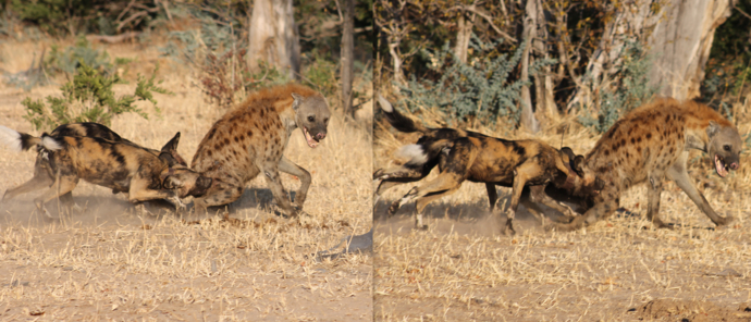 Machaba Safaris Zimbabwe Mana Pools National Park July 2023 Wilddog Heyna Machaba Safaris Zimbabwe Mana Pools National Park July 2023 Wilddog Heyna