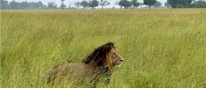 Machaba Monachira Camp Wildlife Sightings January 2026 Male Lion In Tall Grass
