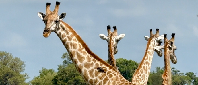 Machaba Monachira Camp Wildlife Sightings July 2026 Group Of Giraffe