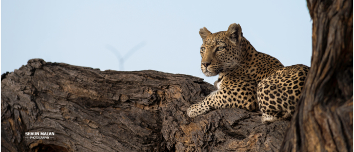 Machaba Camp Botswana Okavango Delta Little Machaba Camp Leopard Sightings September 2019 Machaba Camp Botswana Okavango Delta Little Machaba Camp Leopard Sightings September 2019