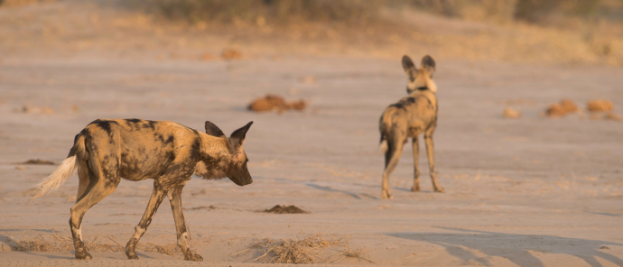 Botswana Okavango Delta Machaba Camp August Sightings 2021 Wild Dogs Botswana Okavango Delta Machaba Camp August Sightings 2021 Wild Dogs