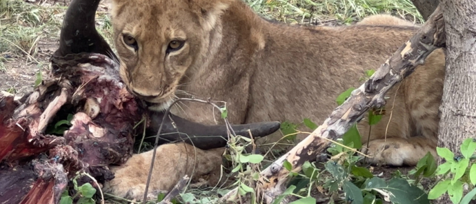 Botswana Okovango Delta Machaba Lion Feed Botswana Okovango Delta Machaba Lion Feed