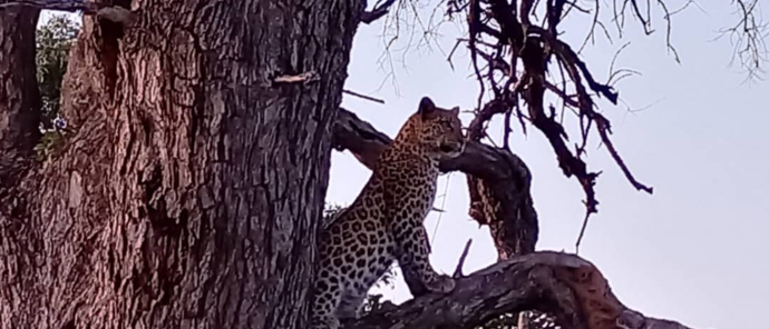 Machaba Safaris Botswana Okavango Delta Kiri Camp Wildlife Sightings April 2023 Leopard In Tree Machaba Safaris Botswana Okavango Delta Kiri Camp Wildlife Sightings April 2023 Leopard In Tree