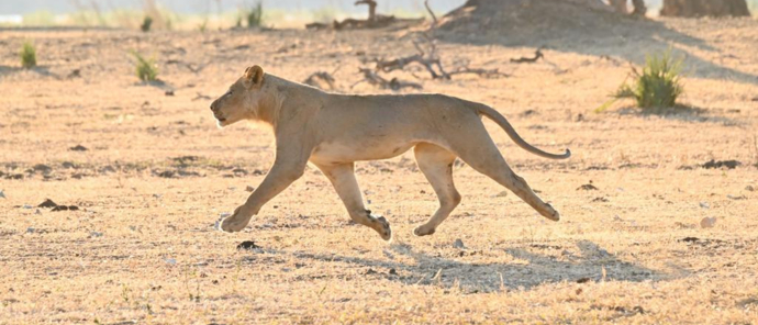 Machaba Safaris Zimbabwe Mana River Camp Sightings June Lions Machaba Safaris Zimbabwe Mana River Camp Sightings June Lions