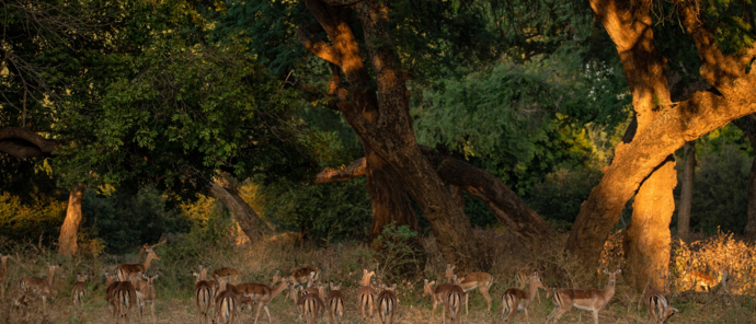 Impala Herd.jpg Impala Herd.jpg
