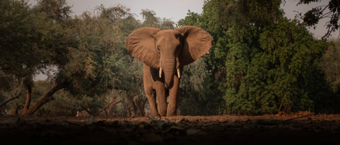 Mana River Camp Machaba Safaris Elephant Sighting Mana River Camp Machaba Safaris Elephant Sighting