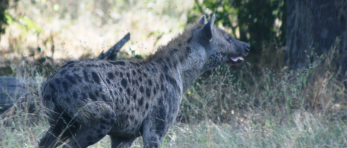 Machaba Ngoma Safari Lodge Wildlife Sightings April 2026 Hyena In Chobe