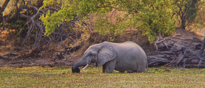 Zimbabwe Mana Pools Ingwe Pan August Sightings 2021 Elephant Wading In Water Zimbabwe Mana Pools Ingwe Pan August Sightings 2021 Elephant Wading In Water