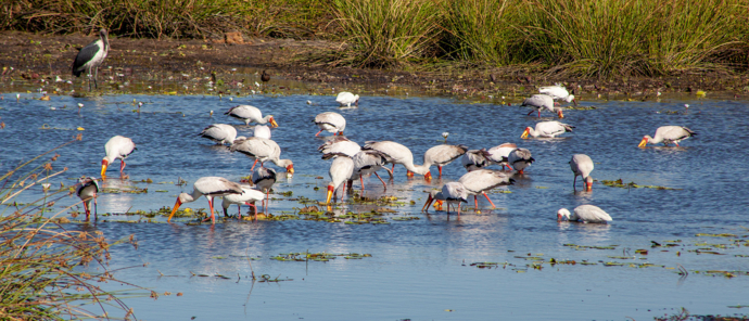 Botswana Okavango Delta Gomoti Camp Oct 2021 Wildlife Sightings Storks Botswana Okavango Delta Gomoti Camp Oct 2021 Wildlife Sightings Storks
