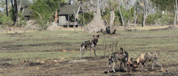 Machaba Botswana Okavango Delta Gomoti Camp Wild Dogs Machaba Botswana Okavango Delta Gomoti Camp Wild Dogs