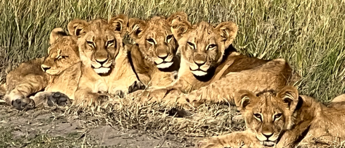 Botswana Gomoti Camp Lion Cubs Botswana Gomoti Camp Lion Cubs