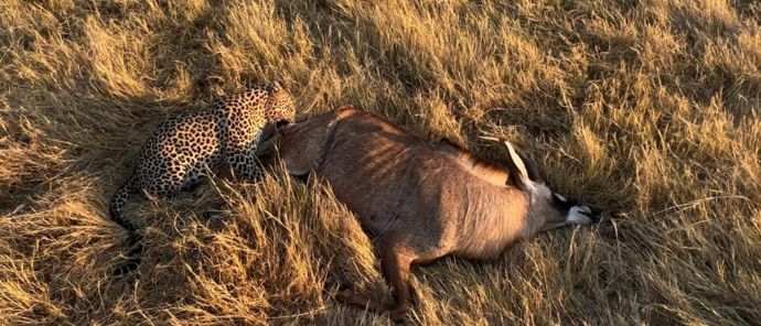 Botswana Okavango Delta Machaba Camp Leopard Hunt Antilop Botswana Okavango Delta Machaba Camp Leopard Hunt Antilop