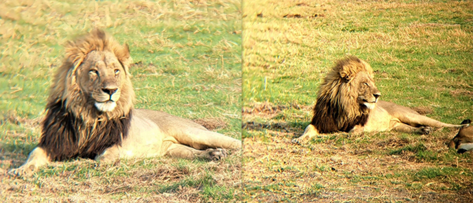 Machaba Safaris Botswana Kiri Camp New Male Lions Machaba Safaris Botswana Kiri Camp New Male Lions