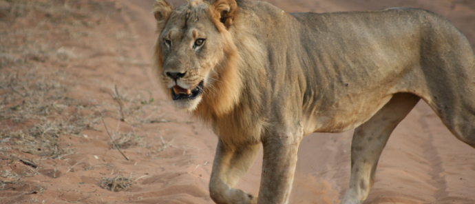 Ngoma Safari Lodge Wildlife Lion Ngoma Safari Lodge Wildlife Lion