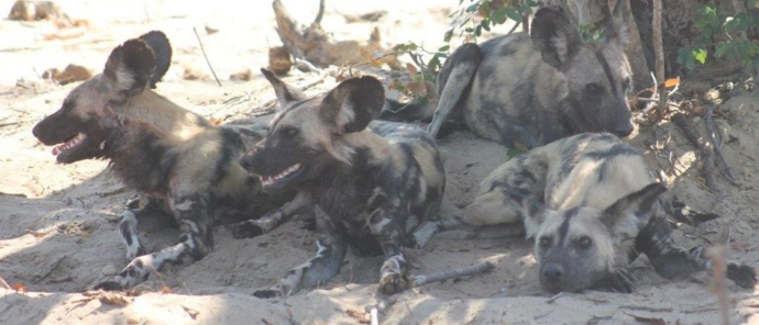 African Wild dog pack resting in the shade of a bush