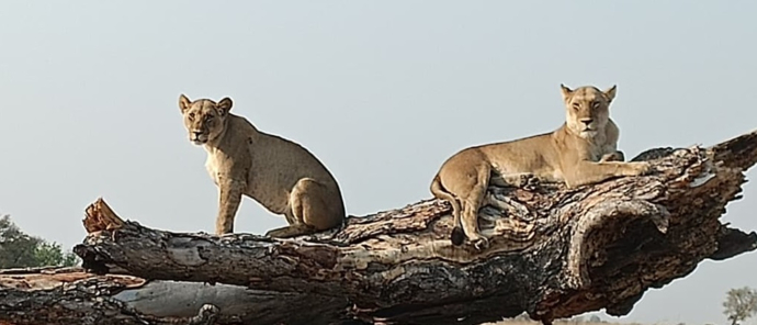 Machaba Monachira Camp Wildlife Sightings September 2025 Lionesses On A Tree Branch Machaba Monachira Camp Wildlife Sightings September 2025 Lionesses On A Tree Branch