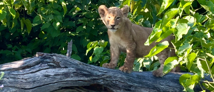 Machaba Monachira Camp Wildlife Sightings July 2026 Lion Cub On A Tree Trunk