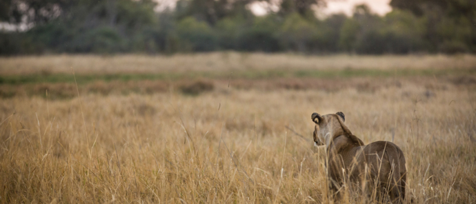 Botswana Okavango Delta Machaba Camp Sightings July 2021 Lioness Botswana Okavango Delta Machaba Camp Sightings July 2021 Lioness