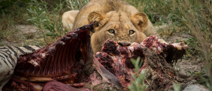 Botswana Gomoti Camp Lion Botswana Gomoti Camp Lion